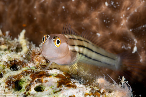 Ecsenius aequalis (Fourline Coralblenny)
