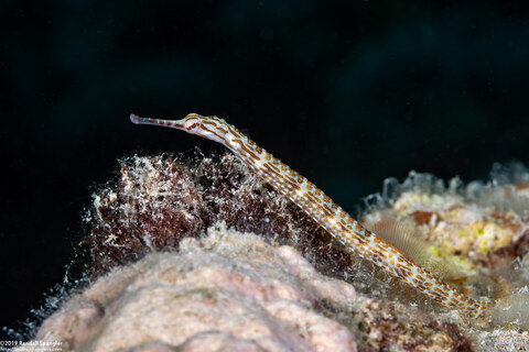 Corythoichthys schultzi (Schultz's Pipefish)