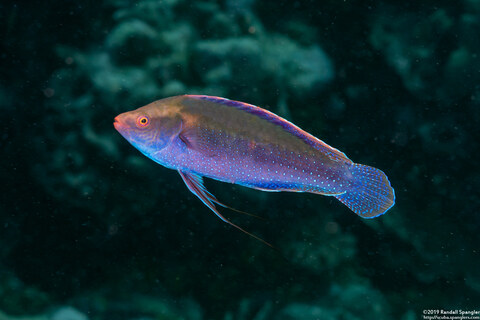 Cirrhilabrus punctatus (Dotted Fairy Wrasse)
