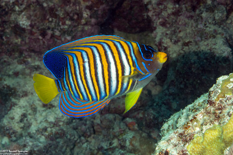 Pygoplites diacanthus (Regal Angelfish)