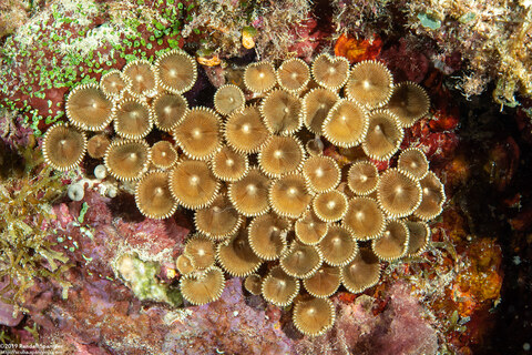 Palythoa heliodiscus (Sunray Zoanthid)