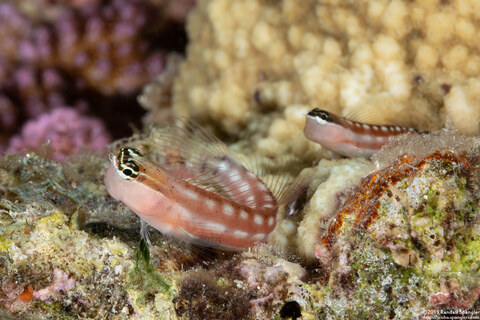 Ecsenius australianus (Australian Coralblenny)