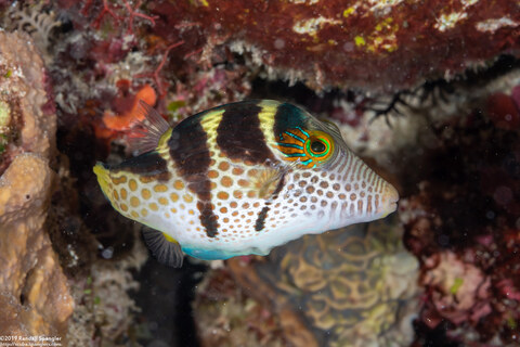 Canthigaster valentini (Black-Saddled Toby)