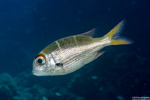 Monotaxis heterodon (Redfin Bream)