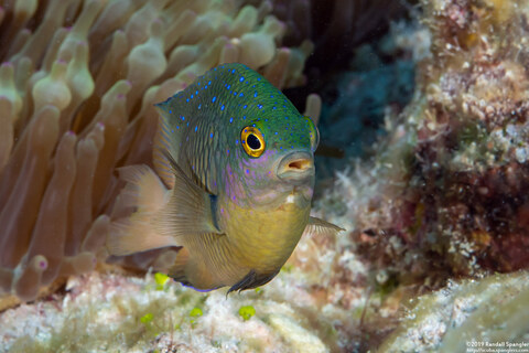 Plectroglyphidodon lacrymatus (Jewel Damsel)
