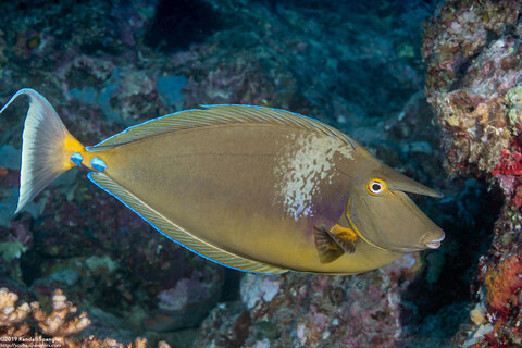 Naso unicornis (Bluespine Unicornfish)