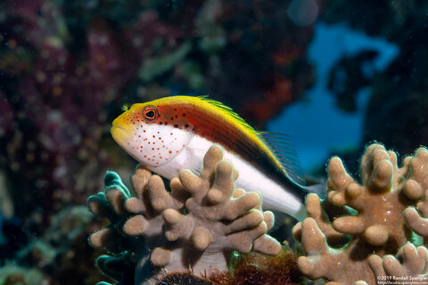 Paracirrhites forsteri (Freckled Hawkfish)