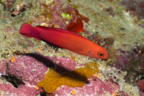 Cypho zaps (Checkered Dottyback)