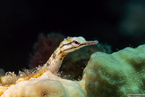 Corythoichthys conspicillatus (Network Pipefish)