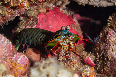 Odontodactylus scyllarus (Peacock Mantis Shrimp)