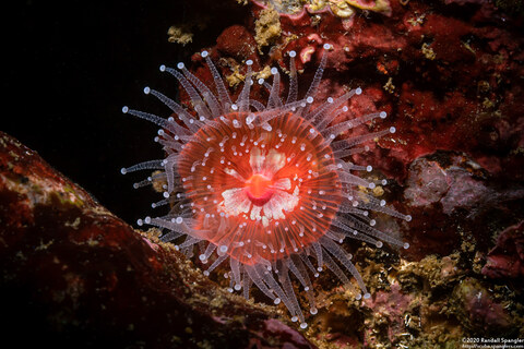 Corynactis californica (Club-Tipped Anemone)