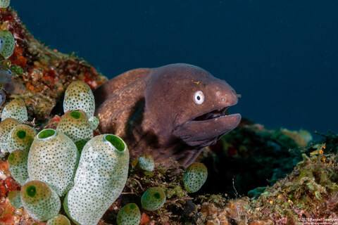 Gymnothorax thyrsoideus (White-Eyed Moray)
