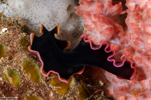 Pseudoceros sp.4 (Pseudoceros sp.4)