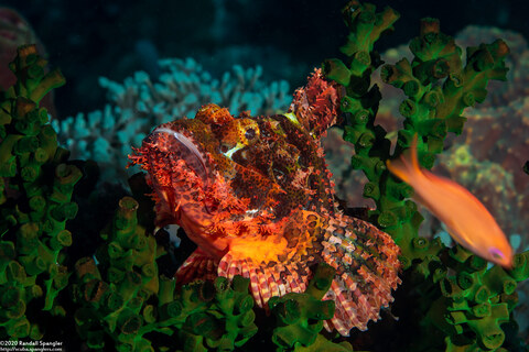 Scorpaenopsis oxycephala (Tasseled Scorpionfish)