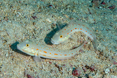 Valenciennea puellaris (Orange-Dashed Goby)