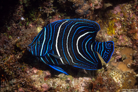 Pomacanthus semicirculatus (Semicircle Angelfish)