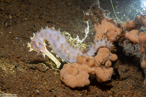 Hippocampus histrix (Thorny Seahorse)