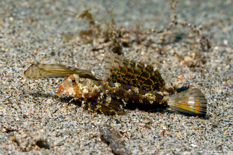 Dactylopus kuiteri (Orange & Black Dragonet)