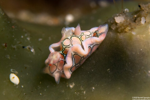 Sagaminopteron psychedelicum (Psychedelic Batwing Slug)