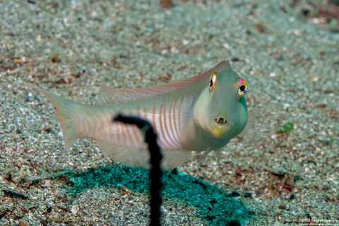 Cymolutes torquatus (Collared Razorfish)