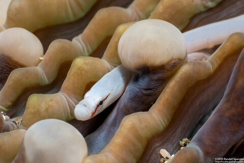 Siokunichthys nigrolineatus (Mushroom Coral Pipefish)