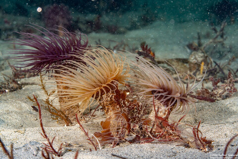 Pachycerianthus fimbriatus (Tube-Dwelling Anemone)