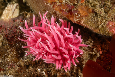 Okenia rosacea (Hopkins' Rose Nudibranch)