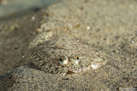 Citharichthys stigmaeus (Speckled Sanddab)