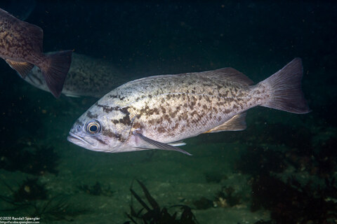 Sebastes mystinus (Blue Rockfish)