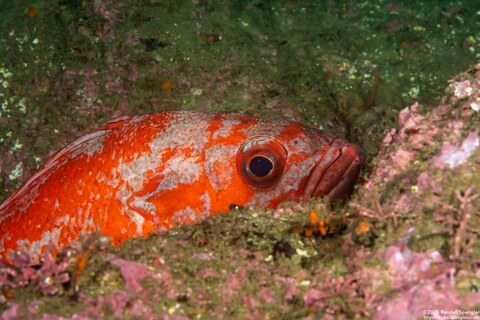 Sebastes miniatus (Vermilion Rockfish)