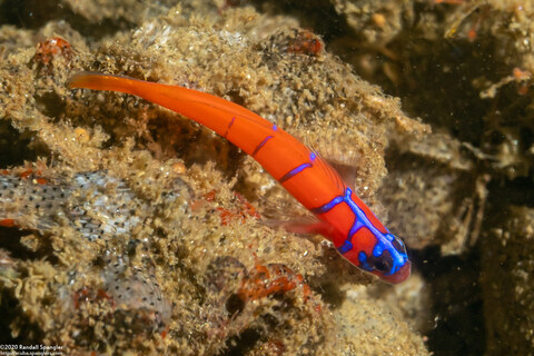 Lythrypnus dalli (Bluebanded Goby)