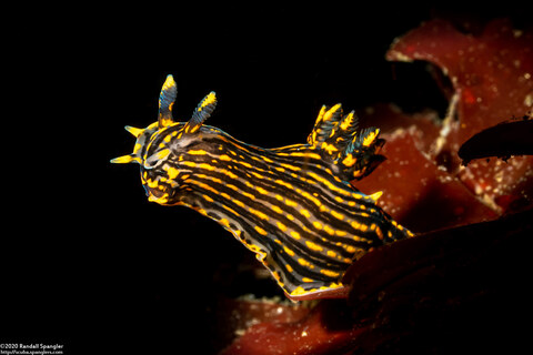 Polycera atra (Black Dorid)