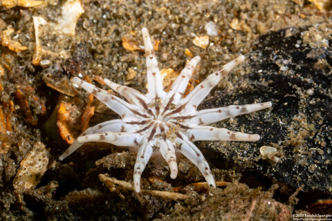 Halcampa crypta (Cryptic Burrowing Anemone)