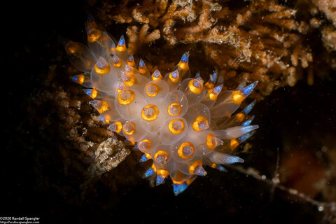 Antiopella barbarensis (Santa Barbara Janolus)