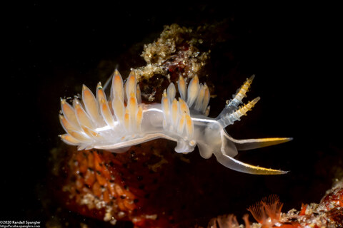 Coryphella trilineata (Three-Lined Aeolid)
