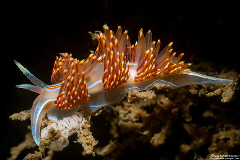 Hermissenda opalescens (Opalescent Nudibranch)