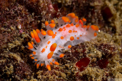 Limacia mcdonaldi (McDonald's Dorid)