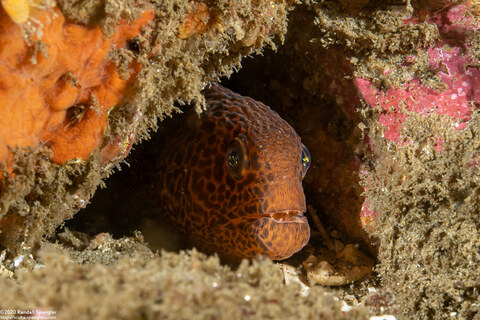 Anarrhichthys ocellatus (Wolf-Eel)