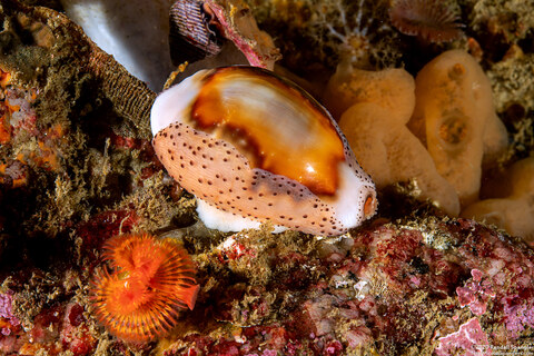 Neobernaya spadicea (Chestnut Cowry)