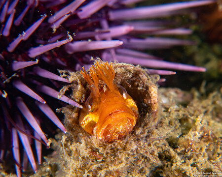 Neoclinus stephensae (Yellowfin Fringehead)