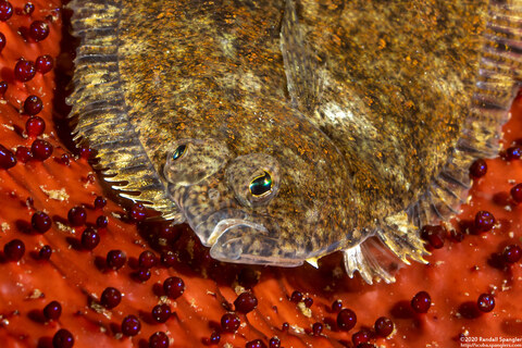 Citharichthys stigmaeus (Speckled Sanddab)