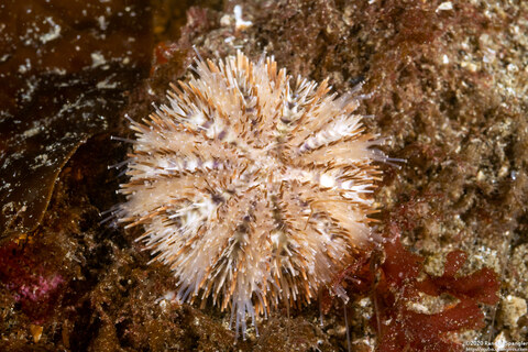 Lytechinus pictus (White Sea Urchin)