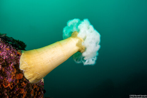 Metridium farcimen (White-Plumed Anemone); Lone Metridium at Point Lobos