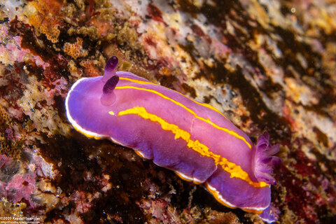 Felimida macfarlandi (MacFarland's Chromodorid)