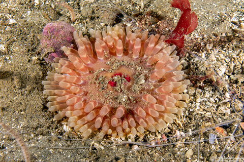 Urticina clandestina (Urticina Clandestina)