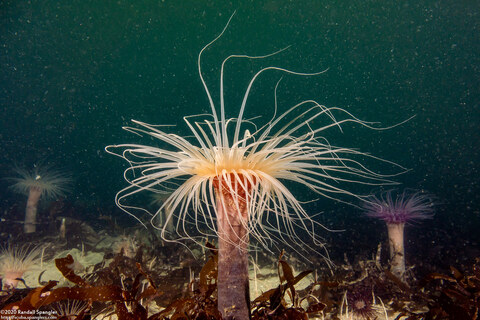 Pachycerianthus fimbriatus (Tube-Dwelling Anemone)