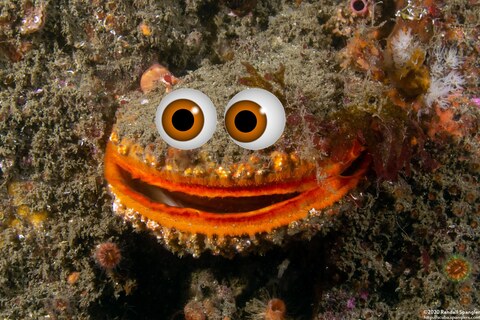 Crassadoma gigantea (Rock Scallop); Scallops need googley eyes