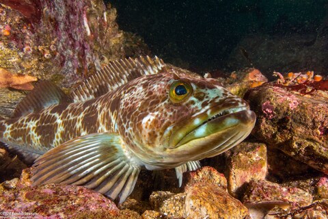 Ophiodon elongatus (Lingcod)