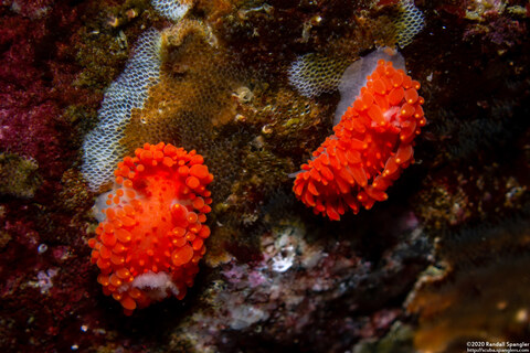 Limacia cockerelli (Cockerell's Dorid)