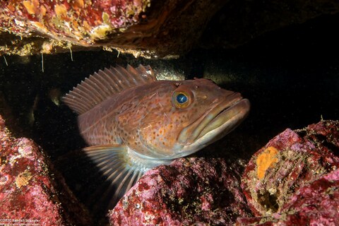 Ophiodon elongatus (Lingcod)